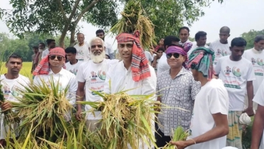 কৃষকের পাকা ধান কেটে দিয়েছে সেচ্ছাসেবকলীগের নেতাকর্মীরা