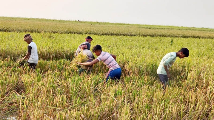 কলমাকান্দায় বোরো ধান দ্রুত কাটতে মাইকিং