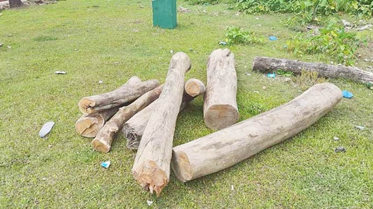 দুর্গাপুরে ইউপি সদস্যের বিরুদ্ধে গাছ কাটার ভিত্তিহীন সংবাদ