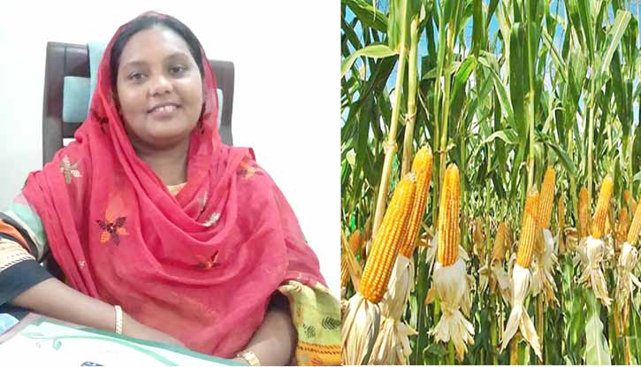 ভূট্টা চাষে কৃষকের ভাগ্য বদলাতে পারে ভূট্টা চাষে কৃষকের ভাগ্য বদলাতে পারে