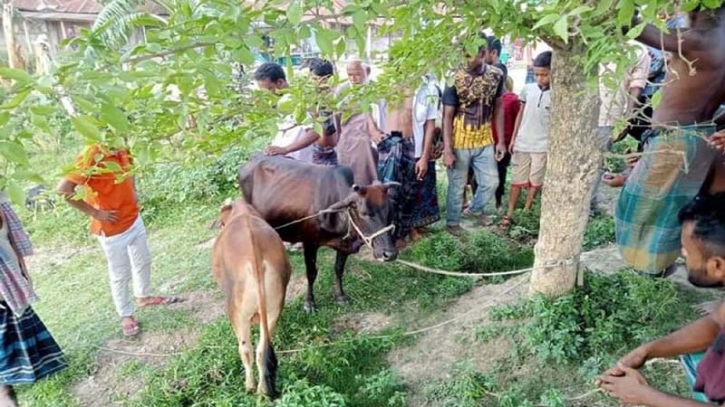 কেন্দুয়ায় গরু চোরের উপদ্রব বৃদ্ধি দুঃশ্চিন্তায় কৃষকগণ কেন্দুয়ায় গরু চোরের উপদ্রব বৃদ্ধি দুঃশ্চিন্তায় কৃষকগণ