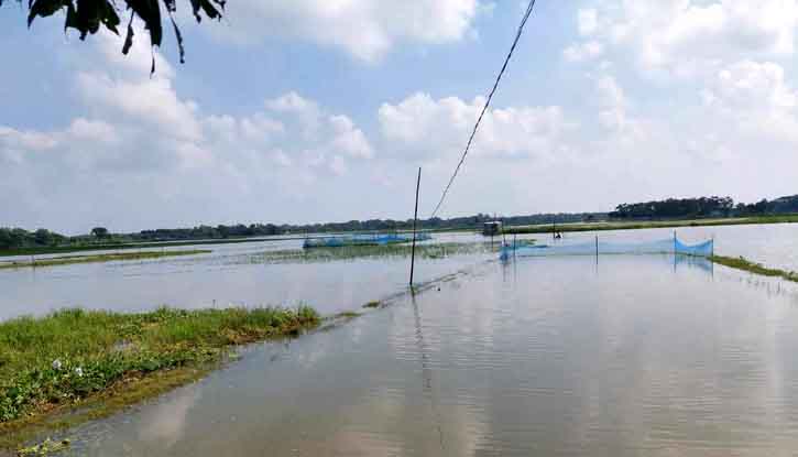 কেন্দুয়ায় বৃষ্টির পানিতে ভেসে গেছে ৪শ কোটি টাকার মাছ