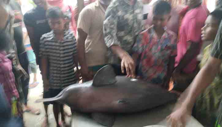 মুন্সীগঞ্জে জেলের জালে আটকা পড়লো ৫০ কেজি ওজনের শুশুক মুন্সীগঞ্জে জেলের জালে আটকা পড়লো ৫০ কেজি ওজনের শুশুক