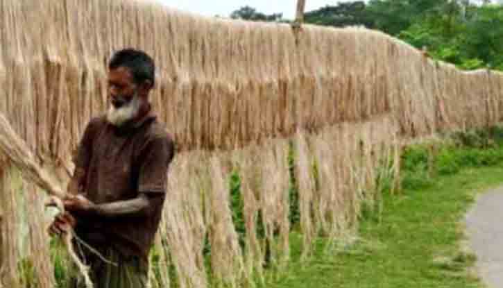 পাটের ফলন বাম্পার, ন্যায্য দাম না পাওয়ায় হতাশ কৃষক পাটের ফলন বাম্পার, ন্যায্য দাম না পাওয়ায় হতাশ কৃষক