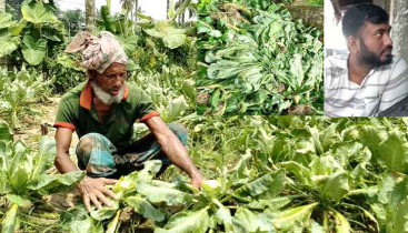 নিম্নমানের বীজ দিয়ে গ্রীষ্মকালীন ফুলকপি চাষে কৃষকের মাথায় হাত