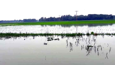 কয়েক দিনের অতি বৃষ্টিপাতে ১১হাজার ৮৮২ হেক্টর জমির ধান তলিয়ে গেছে