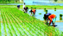 নেত্রকোনা জেলায় আমন আবাদের ধুম পড়েছে