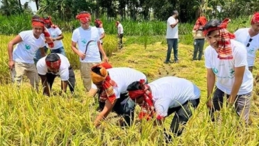 জয়পুুরহাটে কৃষকের ধান কেটে দিল জেলা স্বেচ্ছাসেবক লীগ