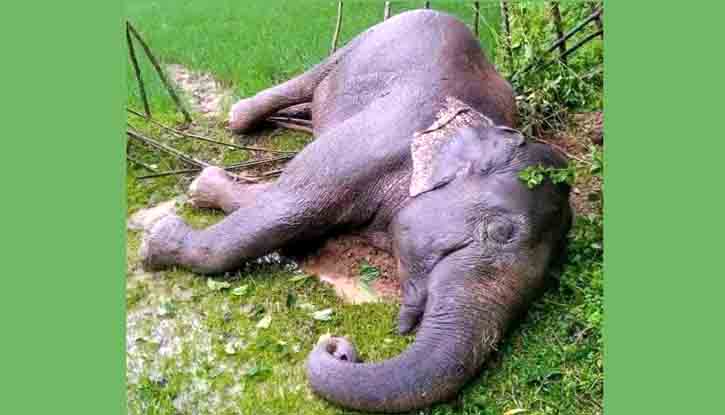 গারো পাহাড়ে আবারও বন্যহাতির মরদেহ উদ্ধার