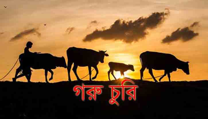 কেন্দুয়ায় এক রাতে কৃষকের ৪ গরু চুরি