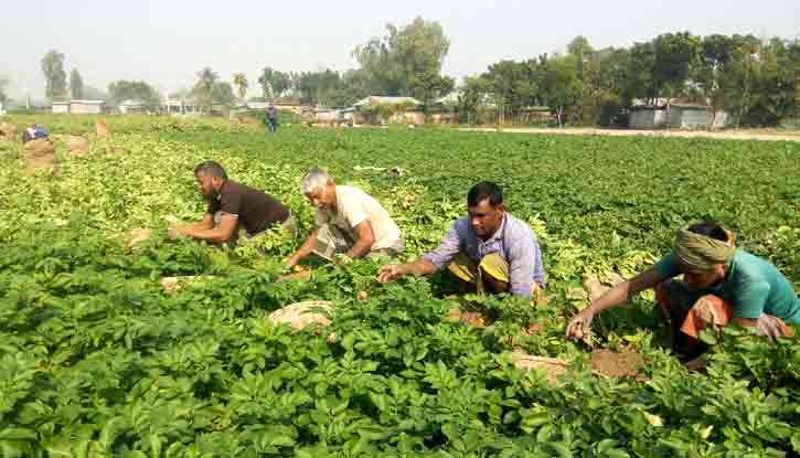 ফুলবাড়ীতে আলুর বাম্পার ফলনে কৃষকের মুখে হাসি