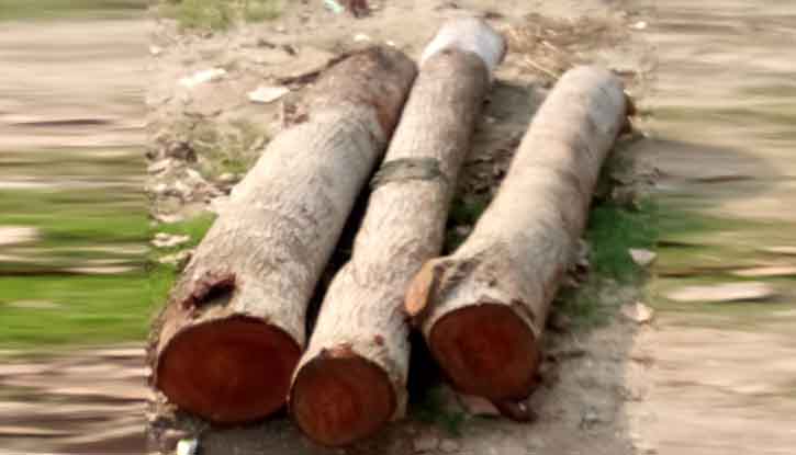 প্রধান শিক্ষকের বিরুদ্ধে সরকারি গাছ কাটার অভিযোগ প্রধান শিক্ষকের বিরুদ্ধে সরকারি গাছ কাটার অভিযোগ