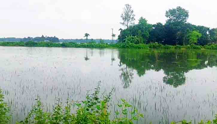 বারহাট্টায় বন্যায় নিম্নাঞ্চল প্লাবিত,ফসলের ব্যাপক ক্ষতি বারহাট্টায় বন্যায় নিম্নাঞ্চল প্লাবিত,ফসলের ব্যাপক ক্ষতি
