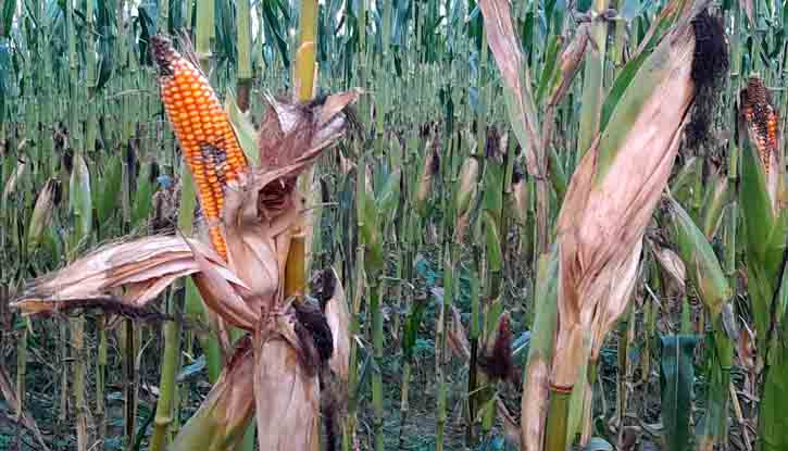 ঠাকুরগাঁওয়ে ভুট্টার বাম্পার ফলন ৩৬ হাজার ৭৭৩ হেক্টর জমিতে