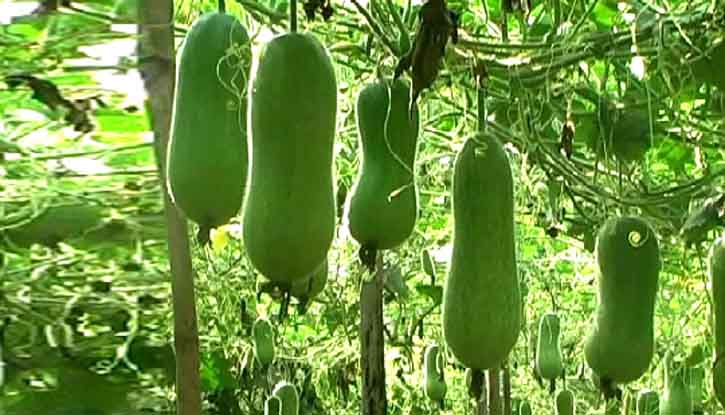 নেত্রকোনায় চাল কুমড়ার বাম্পার ফলন: কৃষকের মুখে হাসি