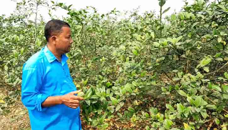 সীডলেস লেবু চাষে দুলাল,বাবুল সফলতা