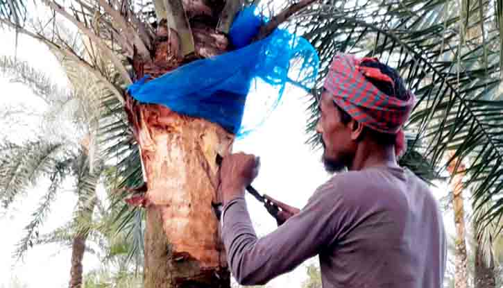ঠাকুরগাঁওয়ে খেজুরের রস সংগ্রহে ব্যস্ত গাছিরা ঠাকুরগাঁওয়ে খেজুরের রস সংগ্রহে ব্যস্ত গাছিরা