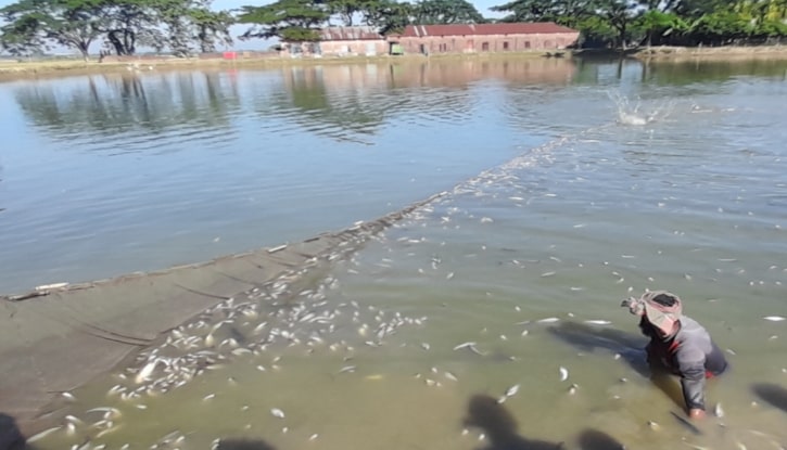 কলমাকান্দায় শত্রুতার জেরে বিষ দিয়ে কোটি টাকার মাছ নিধন