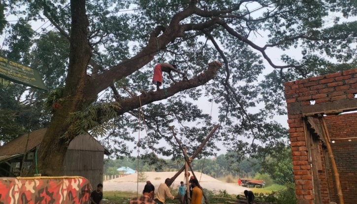 টঙ্গীবাড়ীতে ইউপি চেয়ারম্যানের তত্ত্বাবধানে সরকারি গাছ কর্তন টঙ্গীবাড়ীতে ইউপি চেয়ারম্যানের তত্ত্বাবধানে সরকারি গাছ কর্তন