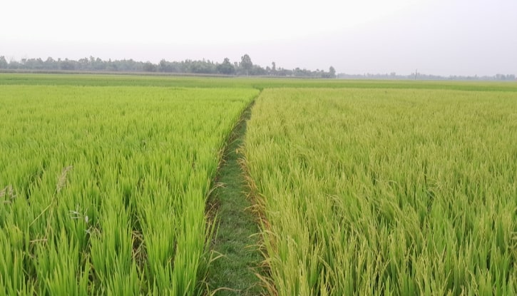 ঠাকুরগাঁওয়ে দিনে তাপপ্রবাহ, রাতে লাগছে কাঁথা-কম্বল
