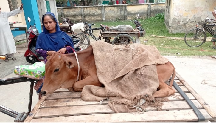 ফুলবাড়ীতে লাম্পি স্কিন রোগের হানা: খামারিরা দিশেহারা ফুলবাড়ীতে লাম্পি স্কিন রোগের হানা: খামারিরা দিশেহারা