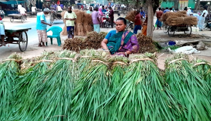 নেপিয়ার ঘাস বিক্রি করে স্বাবলম্বী হচ্ছে পীরগঞ্জের নারি চাষীরা