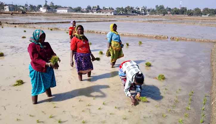 ক্ষুদ্র নৃ-গোষ্ঠীর নারী কৃষি শ্রমিকরা মজুরি বৈষম্যের শিকার