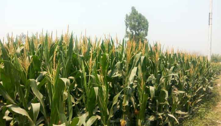 ফুলবাড়ীতে ভূট্টার বাম্পার ফলন লক্ষ্যমাত্রা ছাড়িয়ে গেছে আবাদ