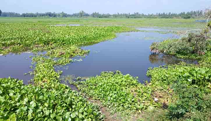 আর কত কাল জলাবদ্ধ ১ হাজার ৫০০ বিঘা জমি? আর কত কাল জলাবদ্ধ ১ হাজার ৫০০ বিঘা জমি?