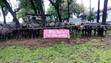 জৈন্তাপুর সীমান্তে বিজিবির অভিযানে ৩২ টি ভারতীয় মহিষ আটক 