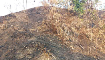 জৈন্তাপুরে আফিফানগর চা-বাগানের ভূমি দখলের অপচেষ্টার অভিযোগ 