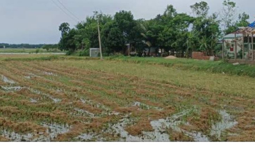 ভাইয়ে ভাইয়ে বিরোধে জমিতেই নষ্ট হচ্ছে পাকা ধান