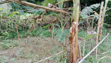 বাউল কবি দ্বীন শরৎ ভিটায় তাঁর কোন স্মৃতি চিহ্নই নেই