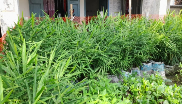 কেন্দুয়ায় কৃষি অফিস আঙ্গিনায় আদা চাষ দৃষ্টি কাড়ছে কৃষকদের