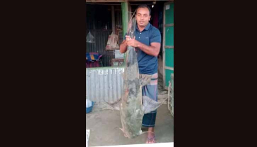 মোহনগঞ্জে ৩৯ হাজার টাকায় ২৭ কেজির বাঘাইড় মাছ বিক্রি 