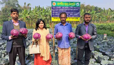 রঙিন কপিতে রঙিন স্বপ্ন প্রথম চাষেই বাজিমাত