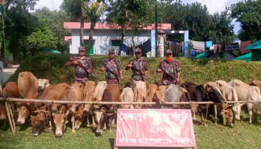 জৈন্তাপুরে ভারতীয় ২১ টি চোরাই গরু জব্দ
