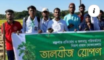 গৌরীপুরে ইউএনও উদ্যোগে সড়কের পাশে তালবীজ রোপন