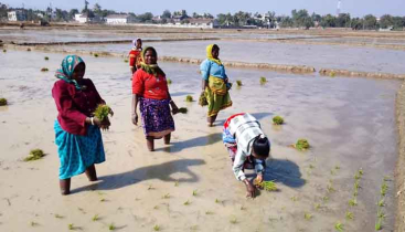 ক্ষুদ্র নৃ-গোষ্ঠীর নারী কৃষি শ্রমিকরা মজুরি বৈষম্যের শিকার