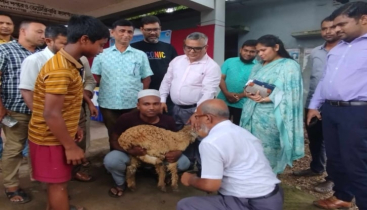 মোহনগঞ্জে পিপিআর রোগের টিকা প্রদান কর্মসূচি উদ্বোধন
