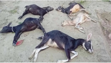 পূর্বধলায় ভুল চিকিৎসায় নারী উদ্যোক্তার ৮টি ছাগলের মৃত্যু
