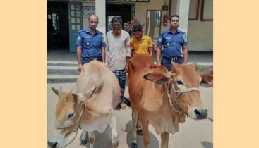 নেত্রকোনায় চোরাই গরুসহ দুই চোর গ্রেফতার 