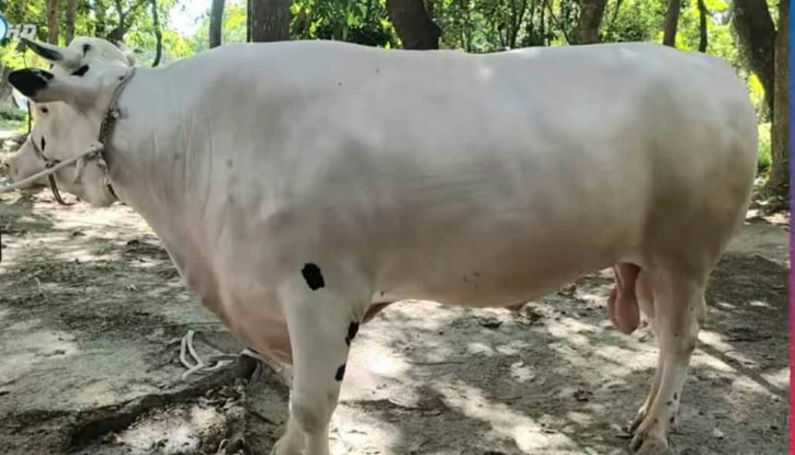 কোরবানির হাট কাঁপাবে কেন্দুয়ার ৩৮ মণের ’সাদাপাহাড়’