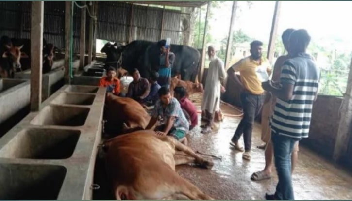 পূর্বধলায় কোরবানির আগেই এক খামারির ২৭ গরুর মৃত্যু
