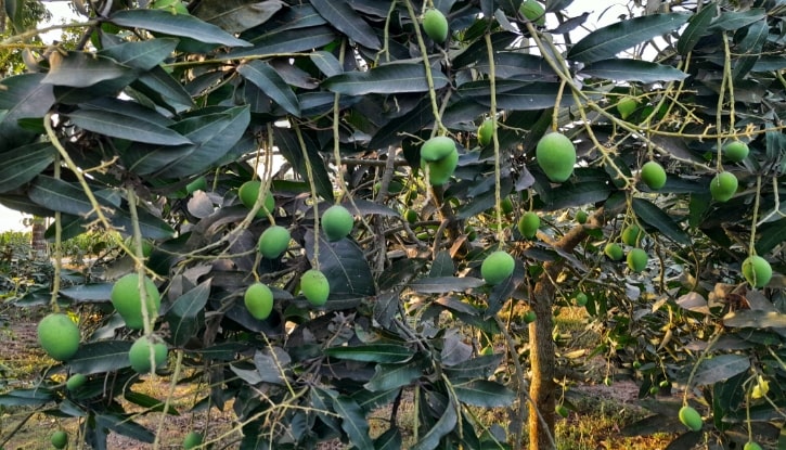 ঠাকুরগাঁওয়ে তীব্র তাপদাহে ঝরে পড়ছে আম-লিচুর গুটি ঠাকুরগাঁওয়ে তীব্র তাপদাহে ঝরে পড়ছে আম-লিচুর গুটি