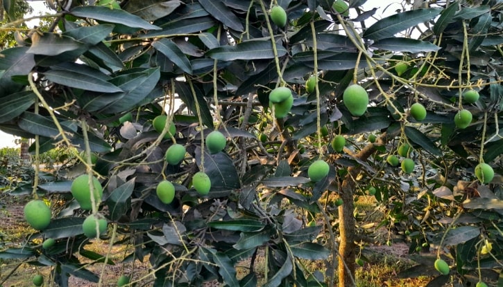 ঠাকুরগাঁওয়ে তীব্র তাপদাহে ঝরে পড়ছে আম-লিচুর গুটি